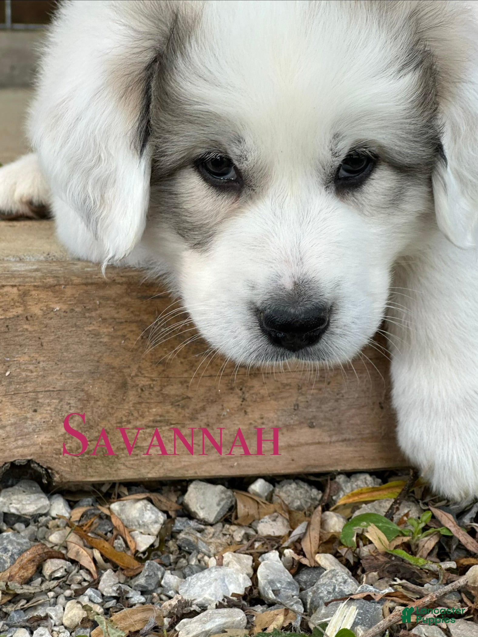 Great Pyrenees dogs AKC Savannah - Ad 2