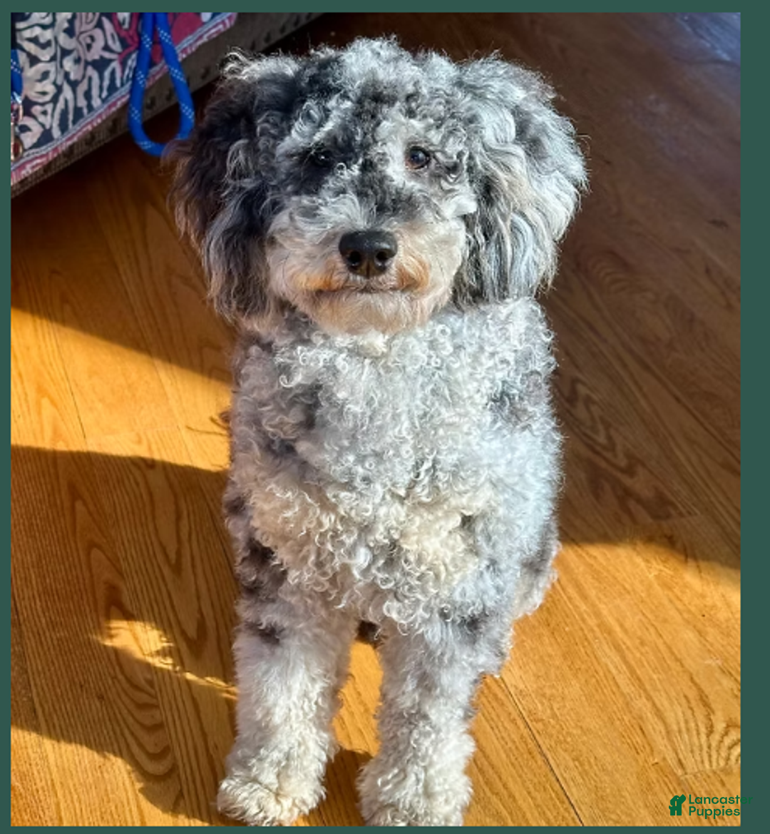 Mini Aussiedoodle dogs for sale: Mini Aussiedoodle "Joy" - Ad 3