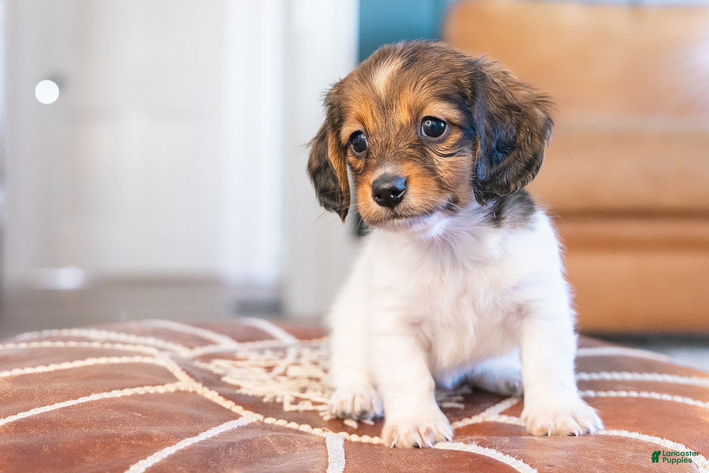 Miniature Dachshund dogs Schnitzelina von Dramapaws - Ad 1