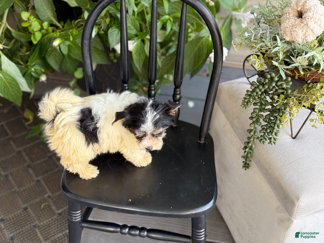 Yorkshire Terrier dogs for sale: Morsel - Ad 13