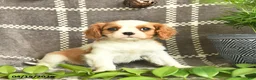 Cavalier King Charles Spaniel dogs for sale: Chocolate Dreams  - Ad 3