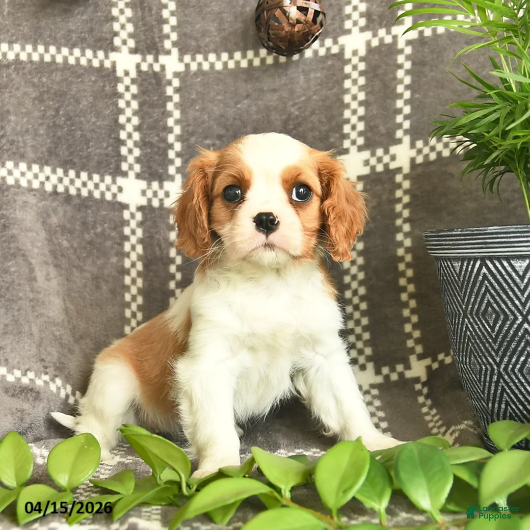Cavalier King Charles Spaniel dogs for sale: Chocolate Dreams  - Ad 3