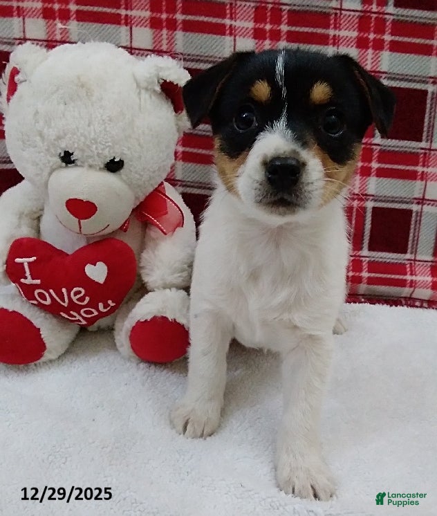 Mixed Breed dogs Twila - Ad 3