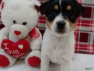 Mixed Breed dogs Twila - Ad 7