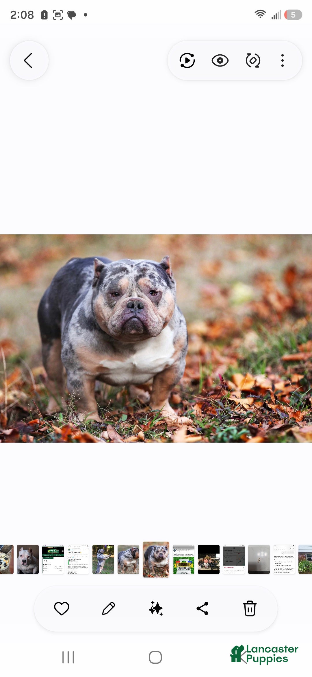 American Bully dogs Blue Fawn - Ad 2