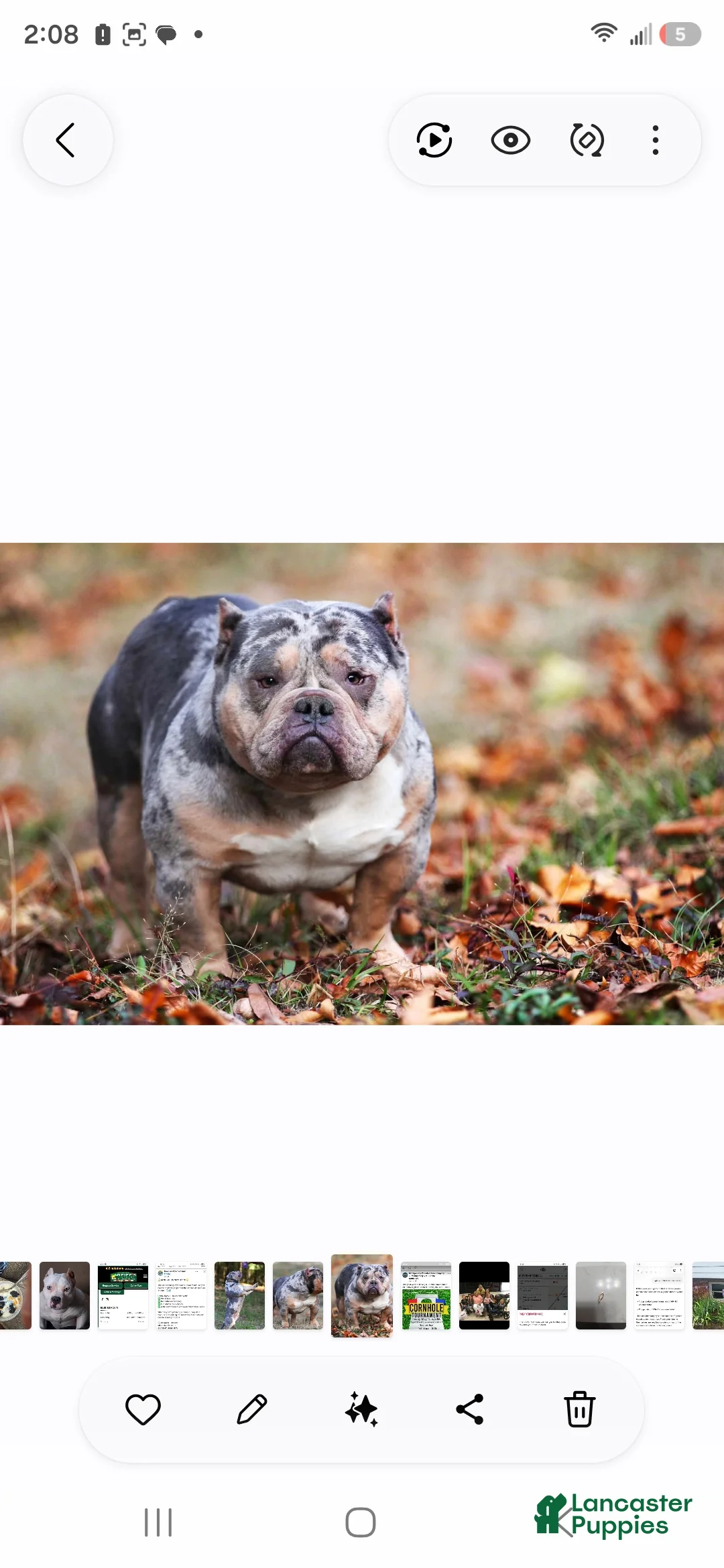 American Bully dogs for sale: Blue Fawn - Ad 2