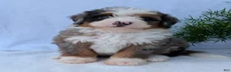 Mini Bernedoodle dogs for sale: Mini Marlo  - Ad 17