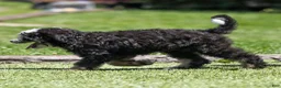 Bernedoodle dogs for sale: Brooks Bernedoodle Puppy  - Ad 3