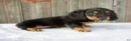 Miniature Dachshund dogs for sale: Murphy - Ad 7