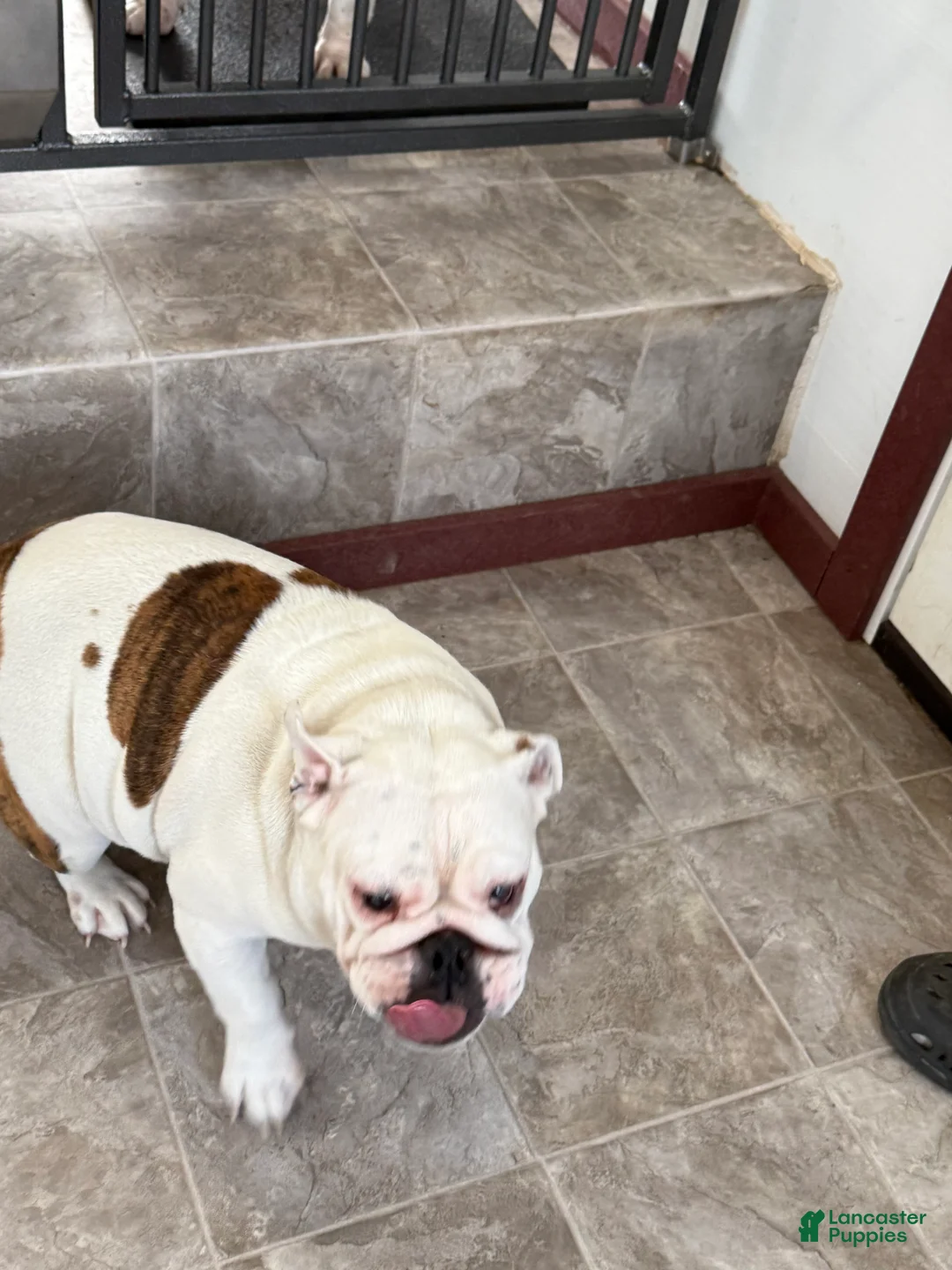 American Bulldog dogs for sale: Bailey - Ad 6