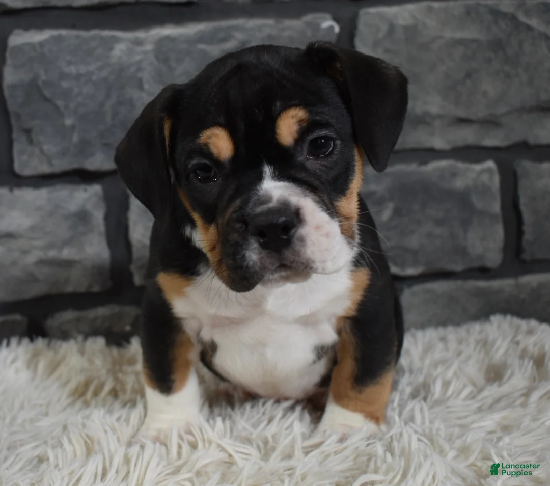 Mixed Breed dogs for sale: Diesel  - Ad 4