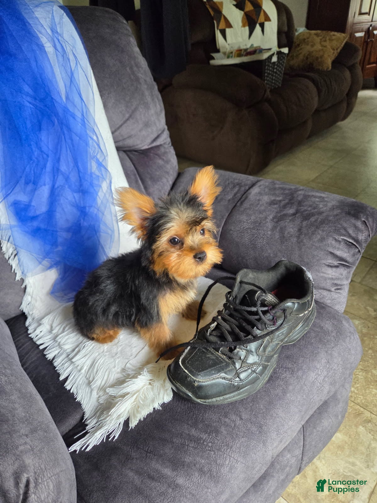 Yorkshire Terrier dogs Levi  - Ad 2