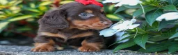 Miniature Dachshund dogs for sale:  Zane 🦴 - Ad 4