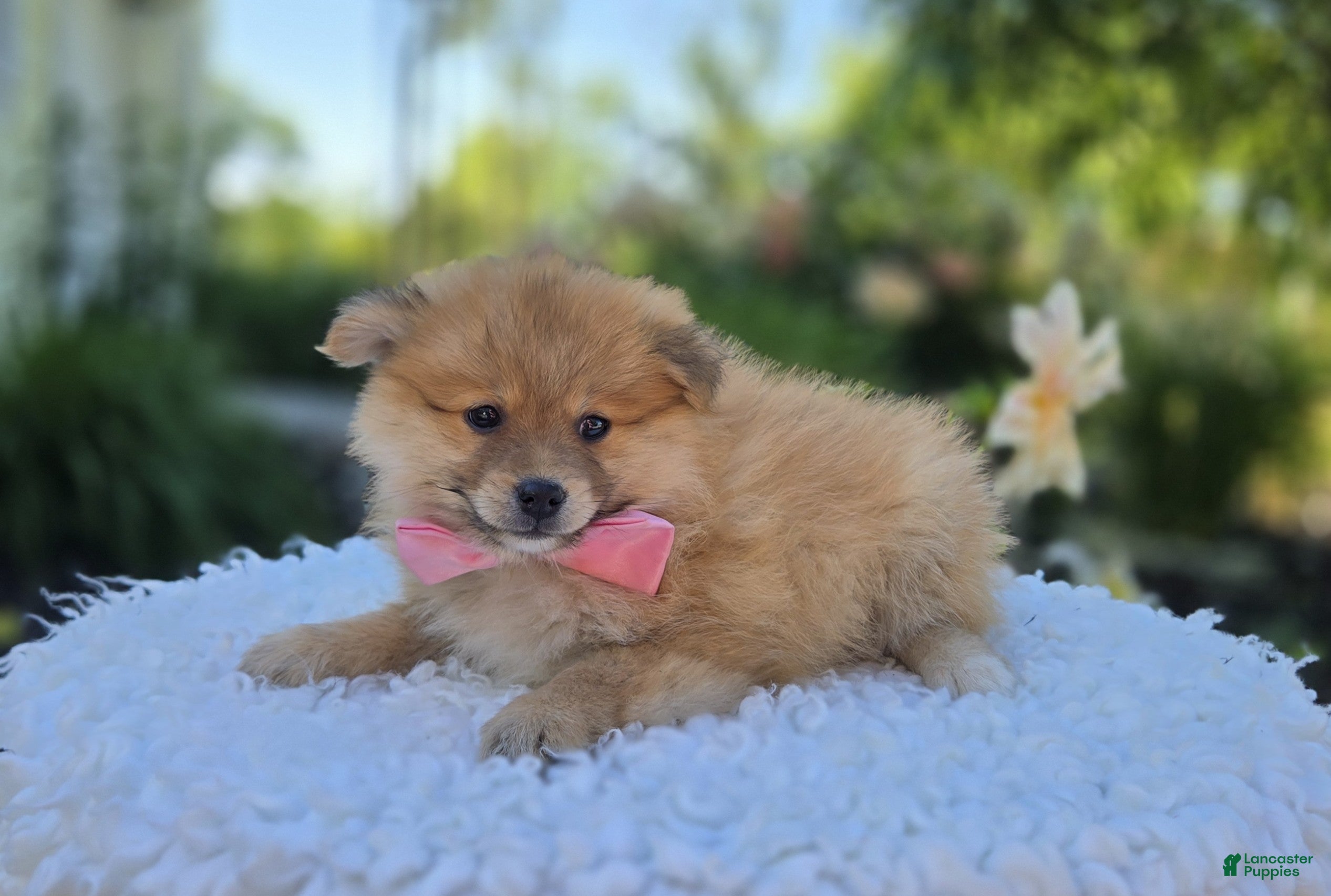Pomeranian dogs Sonny - Ad 1
