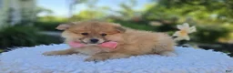 Pomeranian dogs for sale: Sonny - Ad 1