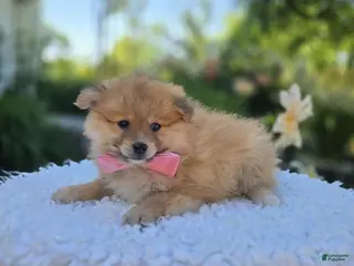 Pomeranian dogs for sale: Sonny - Ad 1
