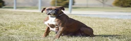 Boxer dogs for sale: Atlas - Ad 3