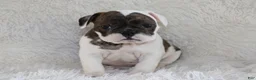 English Bulldog dogs for sale: Harry - Ad 4