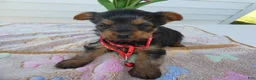 Yorkshire Terrier dogs for sale: Yorkshire Terrier Puppy 5 Mika - Ad 4