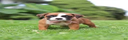 Boxer dogs for sale: Betty - Ad 10