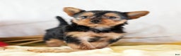 Morkie dogs for sale: Paisley - Ad 1
