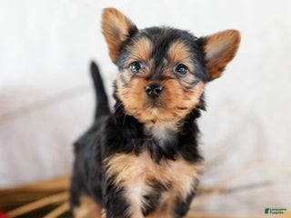Morkie dogs Paisley - Ad 27