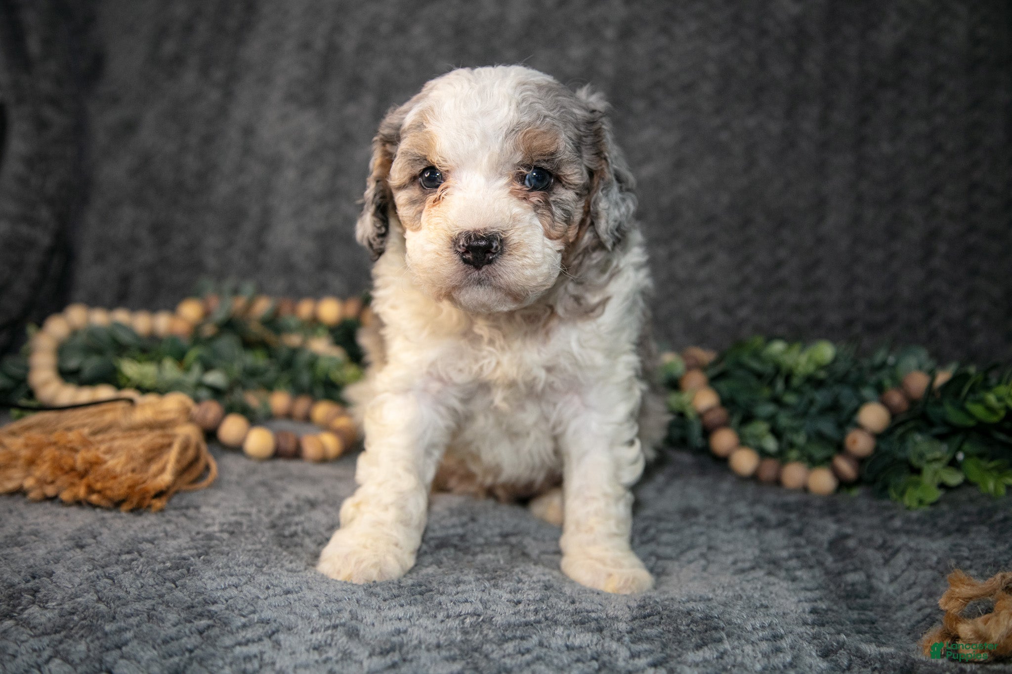 Mini Bernedoodle dogs Dylan - Ad 1