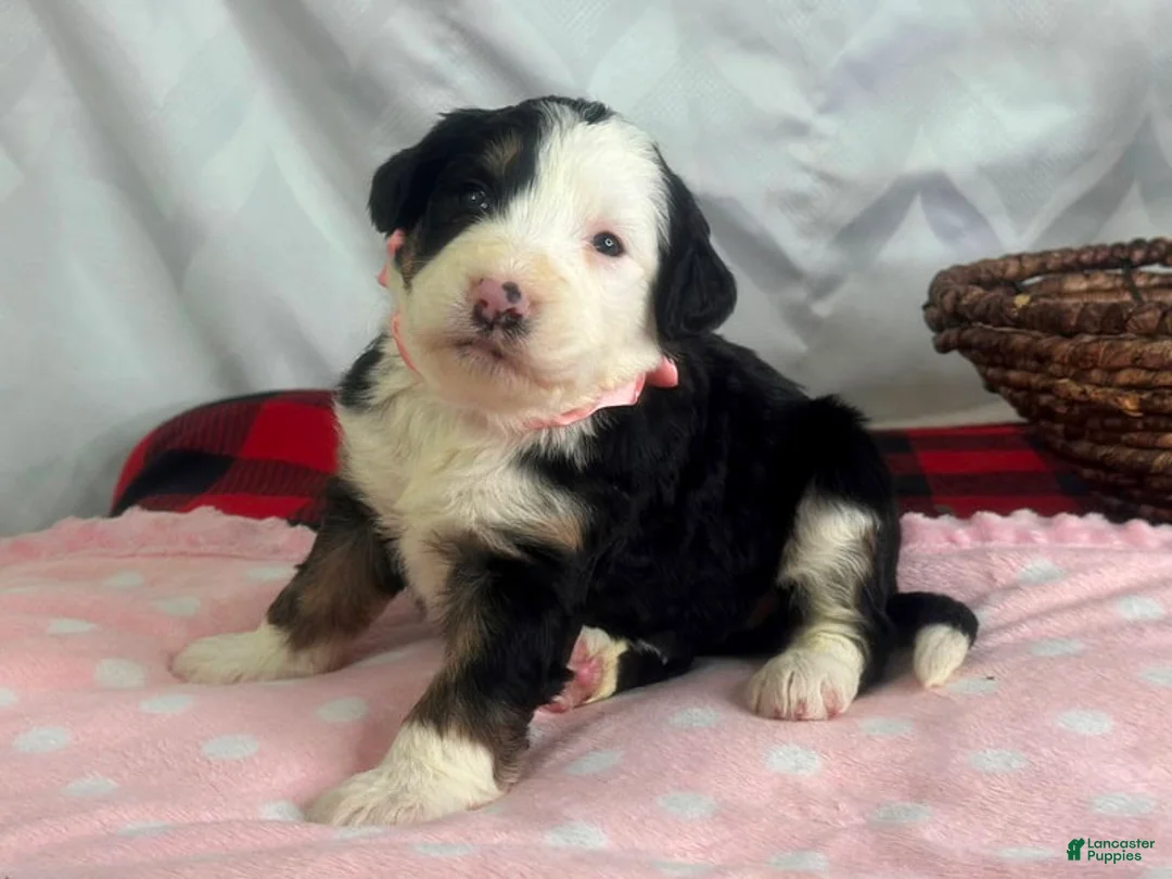 Bernedoodle dogs for sale: Izzabella - Ad 2