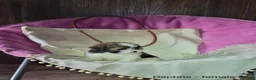 Shihpoo dogs for sale: Daphne - Ad 4
