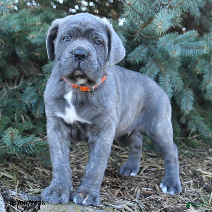 Cane Corso dogs Havock - Ad 1