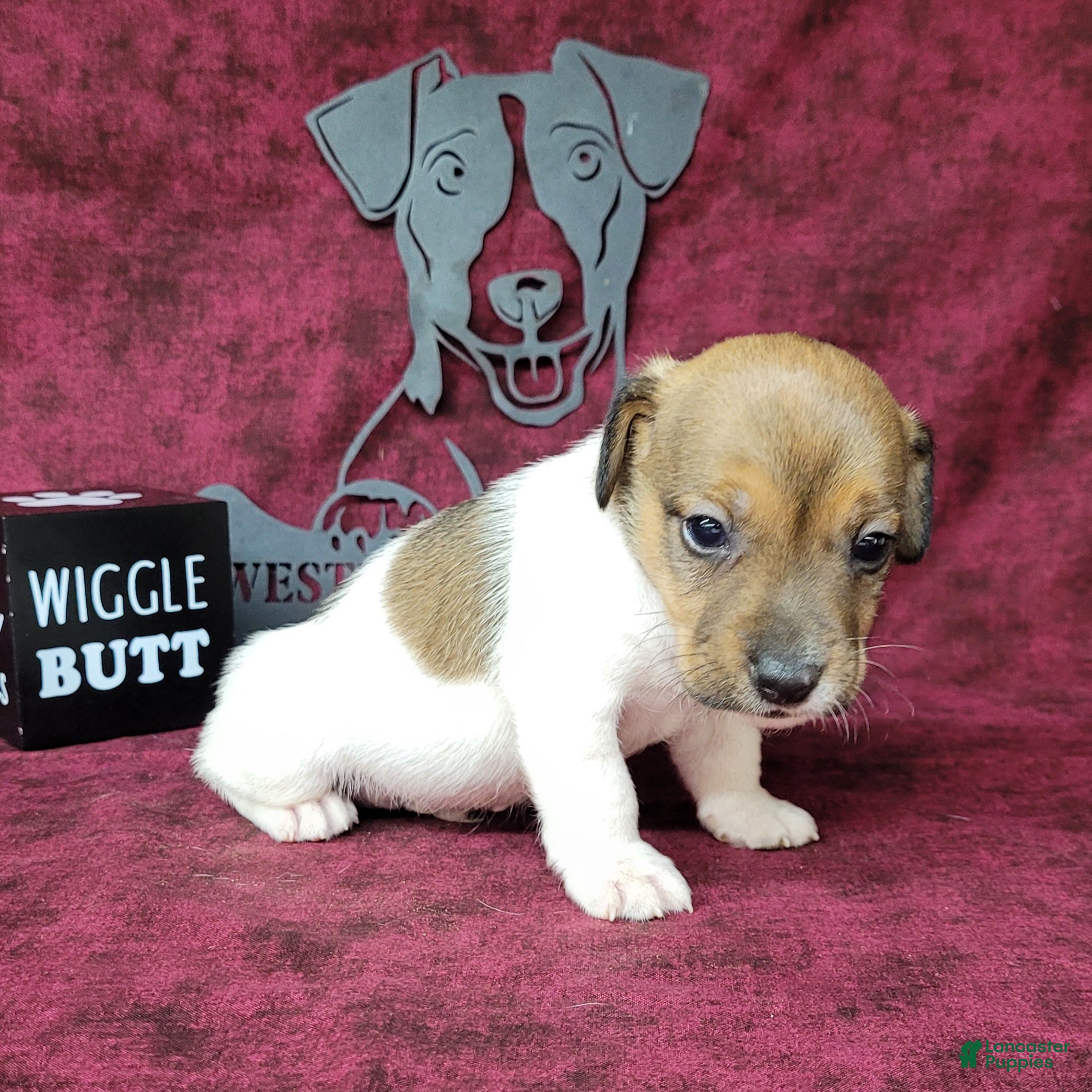 Jack Russell Terrier dogs Puck CKC registered male - Ad 1