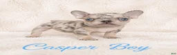 French Bulldog dogs for sale: Casper Boy - Ad 3