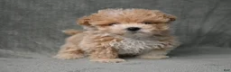 Maltipoo dogs for sale: Maltipoo 2 - Ad 9