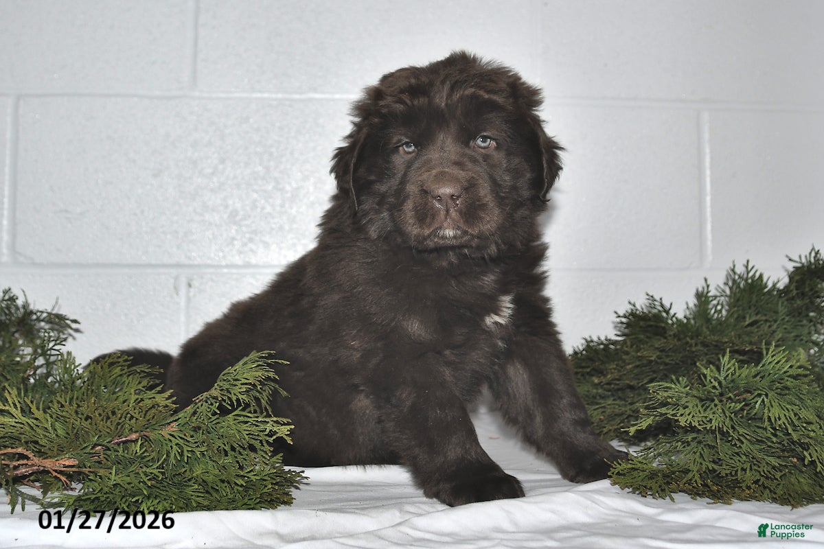 Newfoundland dogs Macy - Ad 17