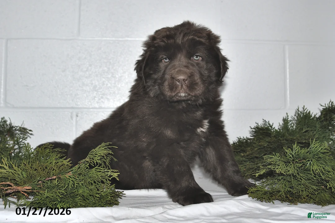 Newfoundland dogs for sale: Macy - Ad 1