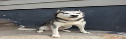 Gerberian Shepsky dogs for sale: Harley - Ad 5