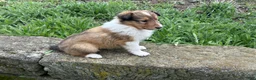 Collie dogs for sale: Snap - Ad 3