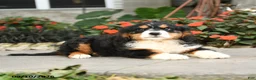 Miniature Bernese Mountain Dog dogs for sale: Helena - Ad 3