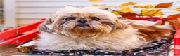 Shih Tzu dogs for sale: Lanetta - Ad 18