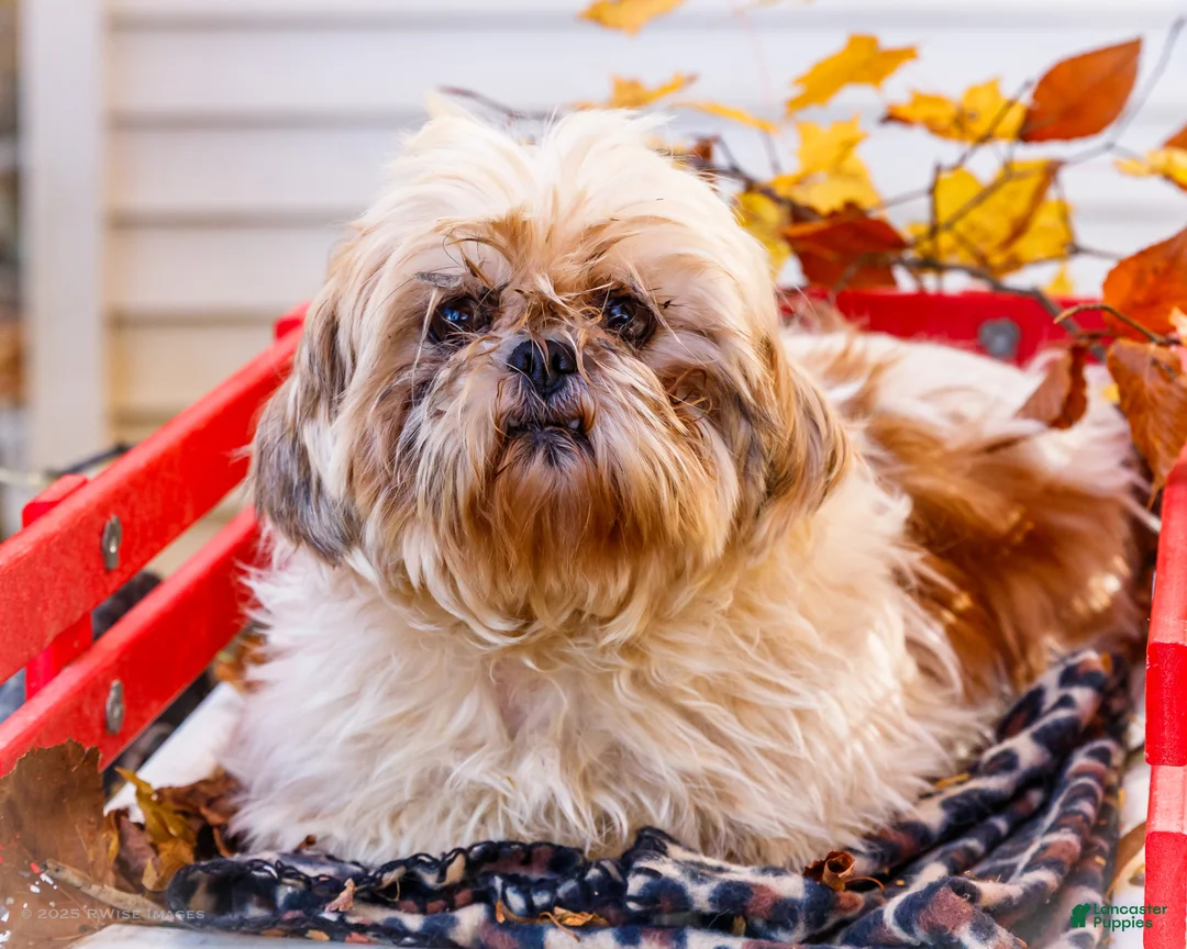 Shih Tzu dogs for sale: Lanetta - Ad 18
