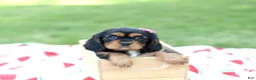 Cavalier King Charles Spaniel dogs for sale: Nova - Ad 1