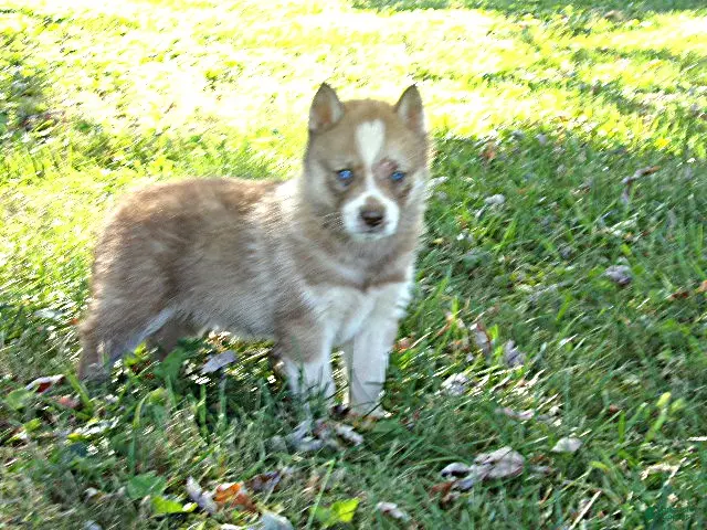 Siberian Husky dogs for sale: Siberian husky male #6 - Ad 2