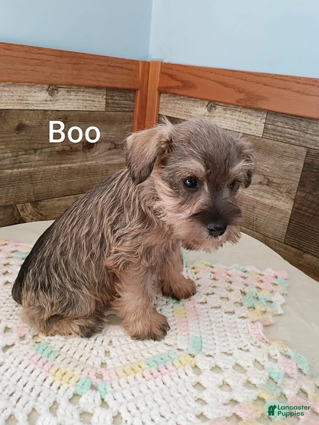 Miniature Schnauzer dogs for sale: Boo - Ad 3