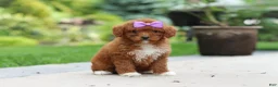 Cavapoo dogs for sale: Sunshine - Ad 3