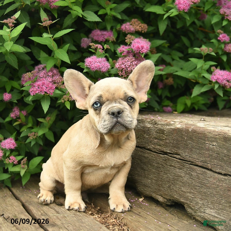 French Bulldog dogs Levi - Ad 2