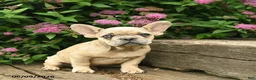 French Bulldog dogs for sale: Levi - Ad 2