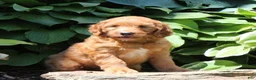 Irish Doodle dogs for sale: Reba - Ad 3