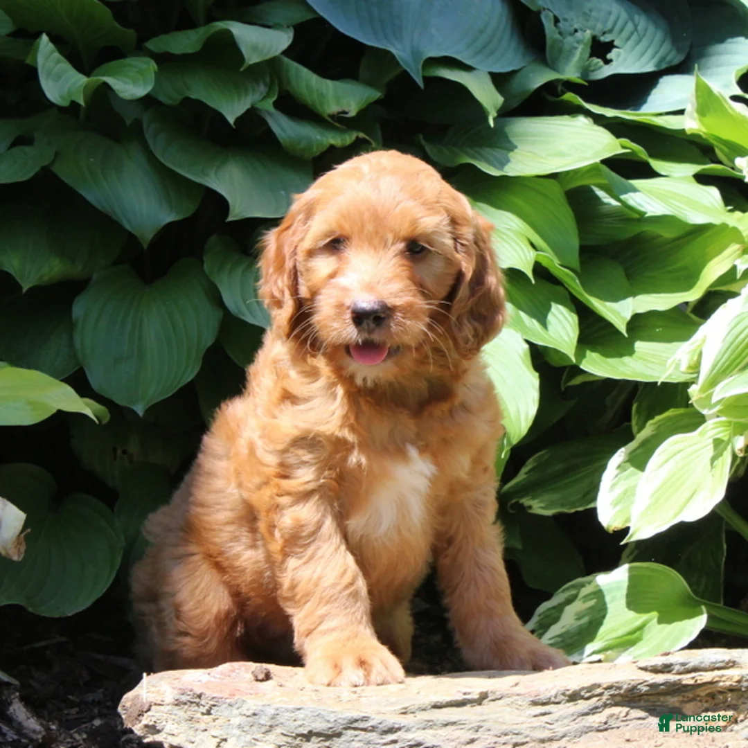 Irish Doodle dogs for sale: Reba - Ad 3