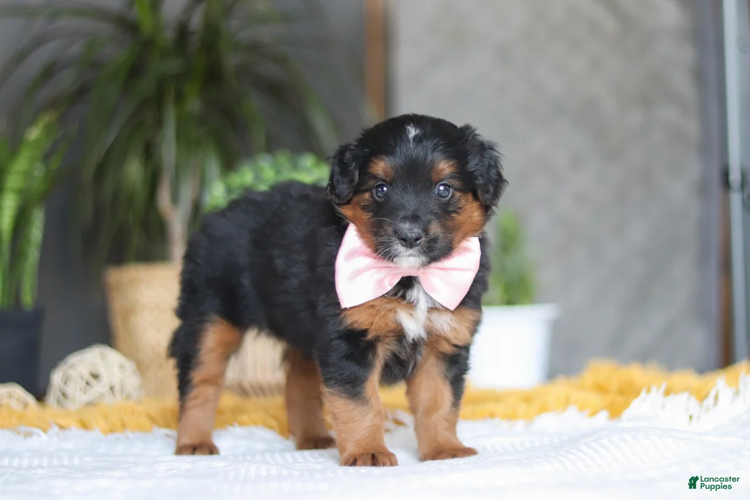 Mixed Breed dogs for sale: Sunset - Ad 4