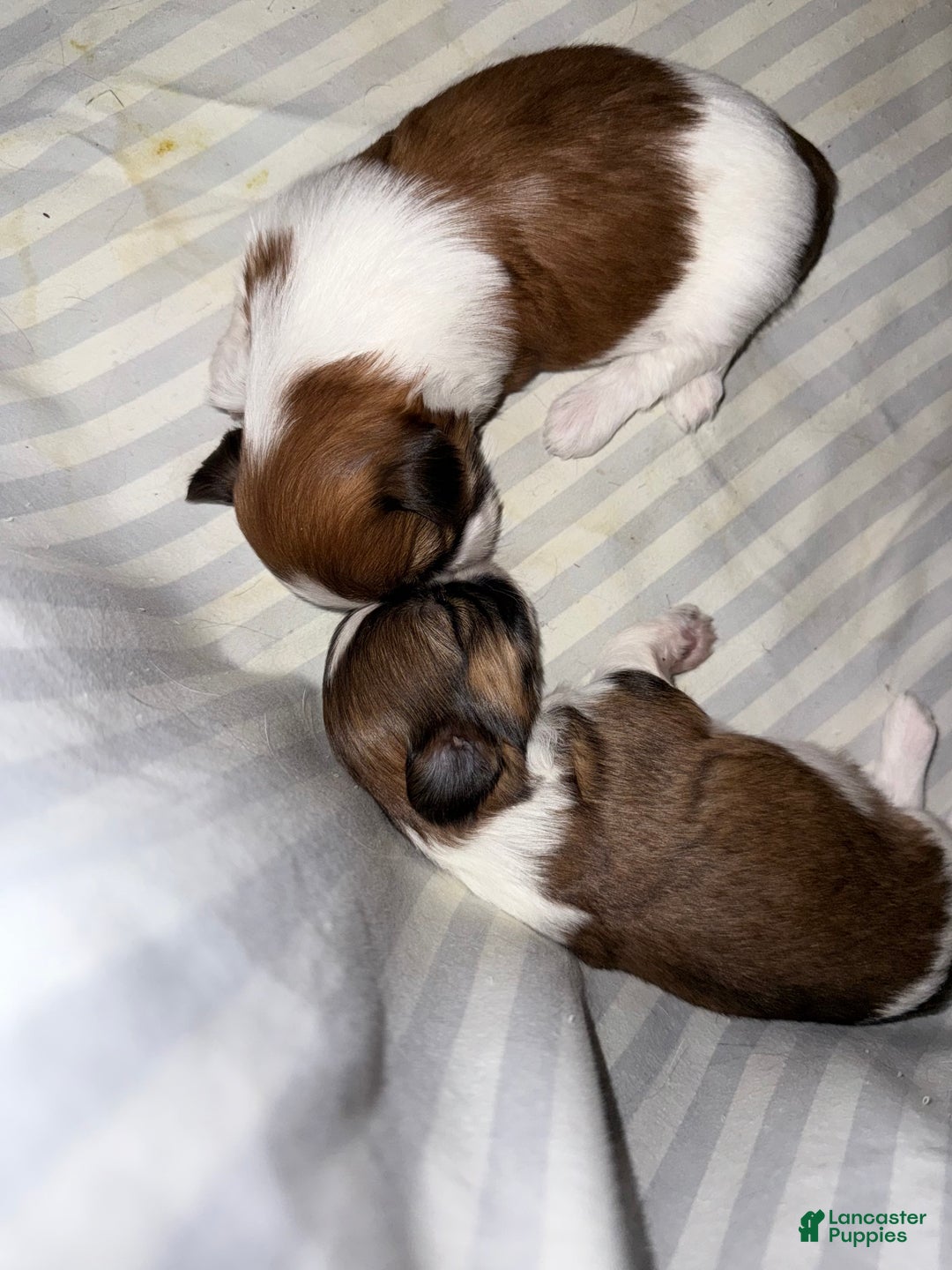 Shih Tzu dogs for sale: Shih Tzu Puppy 1 - Ad 21
